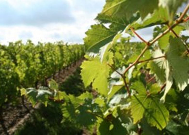 Portes ouvertes au Domaine Musset-Roullier