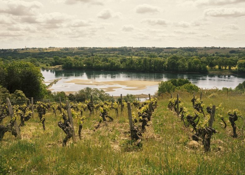 LA LOIRE À VÉLO (CHAMPTOCEAUX – MAUVES SUR LOIRE)