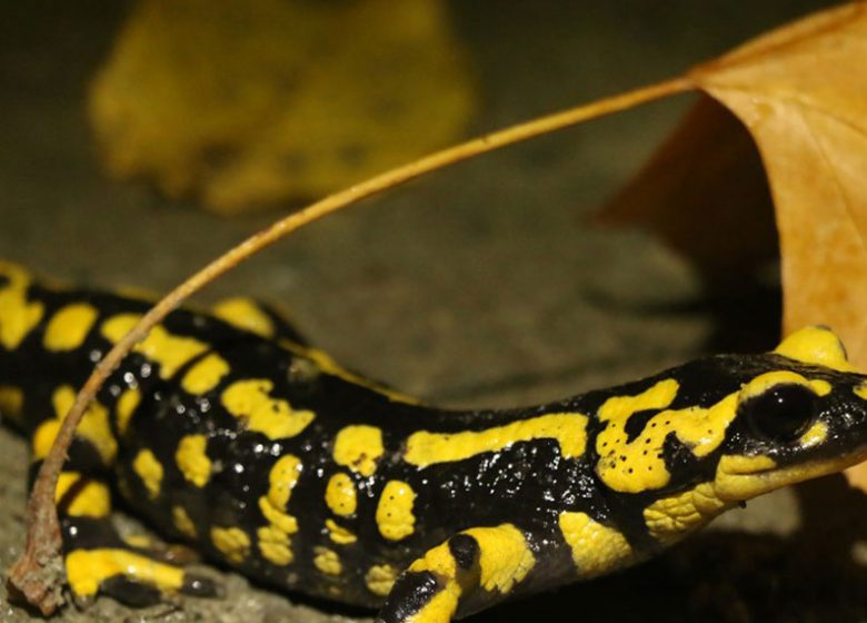 Rendez-vous nature en Anjou : tritons, grenouilles et salamandres