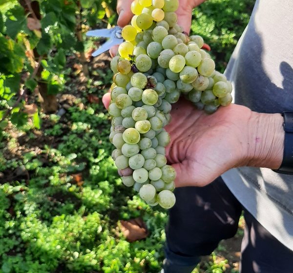 Visite du clos de vignes associatif La Pierre à Fourneau