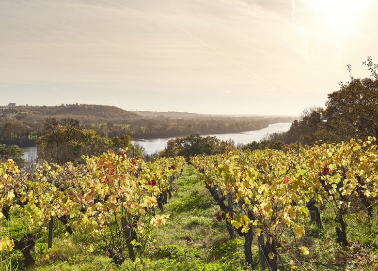 LA LOIRE À VÉLO (CHAMPTOCEAUX – MAUVES SUR LOIRE)