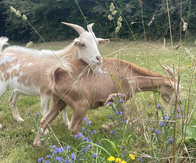 Ferme pédagogique de la Turmelière