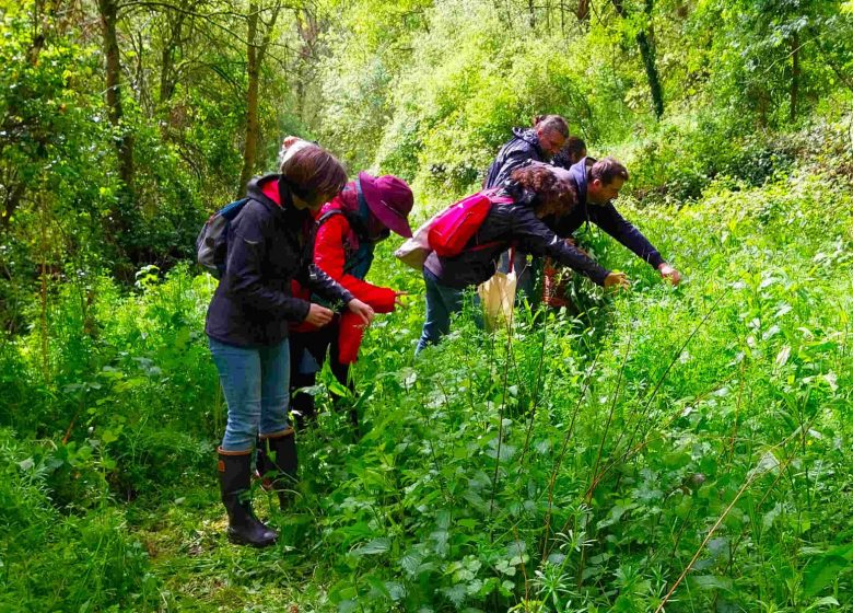 Stage autonomie sauvage – Plantes sauvages comestibles et feu par friction – Maine-et-Loire 49