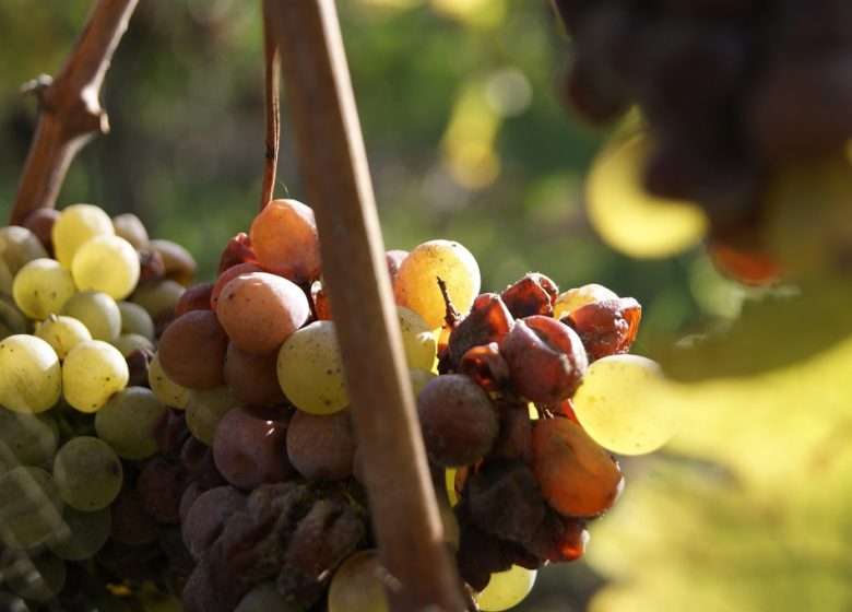 Domaine Delaunay : Journée régionale des visites d’entreprise