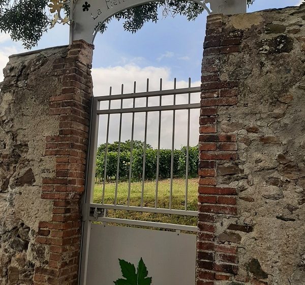 Visite du clos de vignes associatif La Pierre à Fourneau